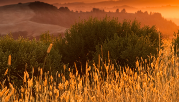 Zlatibor, while July lasts.
