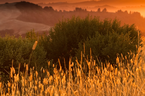 Zlatibor, while July lasts.